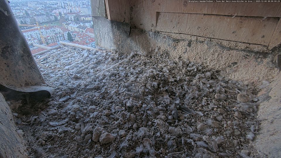 Livebild Nestkamera 1 - Webcam Wanderfalken am Turm der Herz-Jesu-Kirche, Graz (Intervall von ca. 60 Minuten)