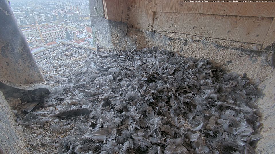 Livebild Nestkamera 1 - Webcam Wanderfalken am Turm der Herz-Jesu-Kirche, Graz (Intervall von ca. 60 Minuten)