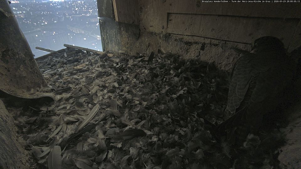 Livebild Nestkamera 1 - Webcam Wanderfalken am Turm der Herz-Jesu-Kirche, Graz (Intervall von ca. 60 Minuten)