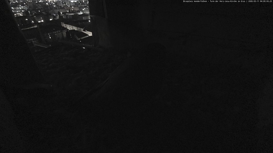 Livebild Nestkamera 1 - Webcam Wanderfalken am Turm der Herz-Jesu-Kirche, Graz (Intervall von ca. 60 Minuten)