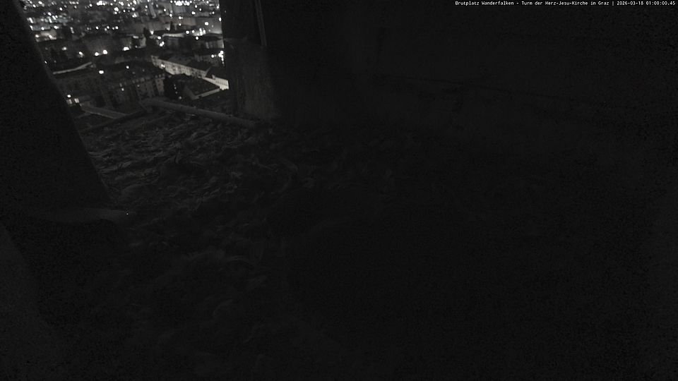 Livebild Nestkamera 1 - Webcam Wanderfalken am Turm der Herz-Jesu-Kirche, Graz (Intervall von ca. 60 Minuten)