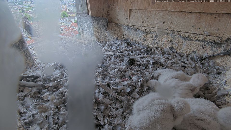Livebild Nestkamera 1 - Webcam Wanderfalken am Turm der Herz-Jesu-Kirche, Graz (Intervall von ca. 60 Minuten)
